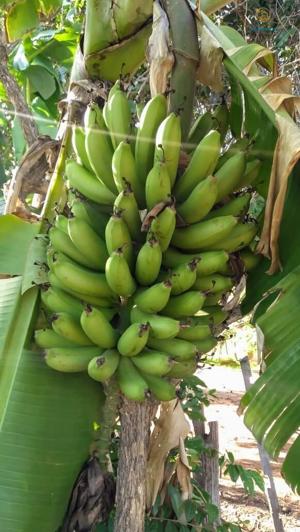 Fazenda 3 quartos 1 banheiro 50ha