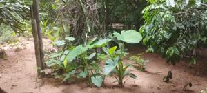 Casa 1 quarto 360m²