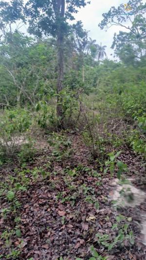 Fazenda 3 quartos 1 banheiro 50ha