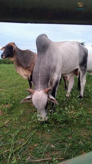Fazenda 3 quartos 1 banheiro 50ha