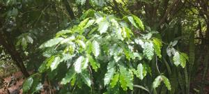 Casa 1 quarto 360m²