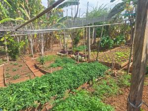 Fazenda 3 quartos 1 banheiro 55ha