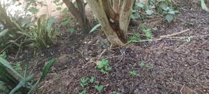 Casa 1 quarto 360m²