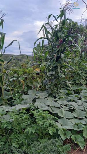 Fazenda 3 quartos 1 banheiro 50ha
