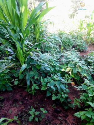 Fazenda 3 quartos 1 banheiro 50ha