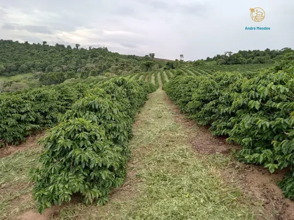 Fazenda 3 quartos 1 banheiro 100ha