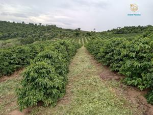 Fazenda 3 quartos 1 banheiro 100ha