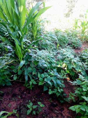 Fazenda 