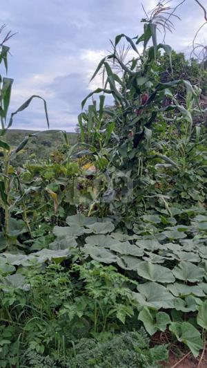 Fazenda 
