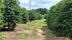 Fazenda 3 quartos 1 banheiro 100ha