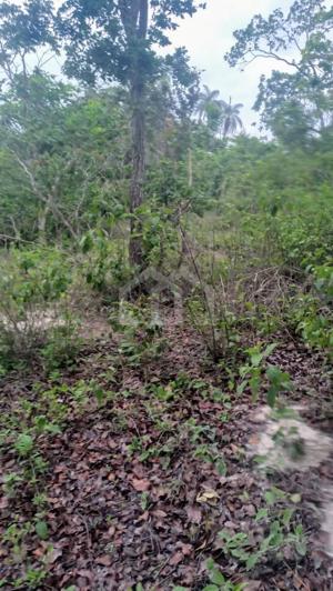 Fazenda 