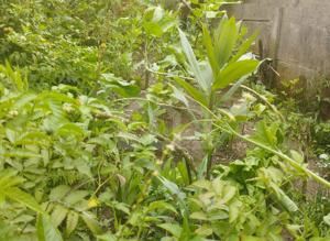 Casa 1 quarto 360m²