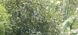 Casa 1 quarto 360m²