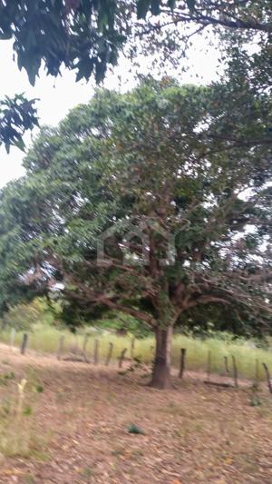 Fazenda 
